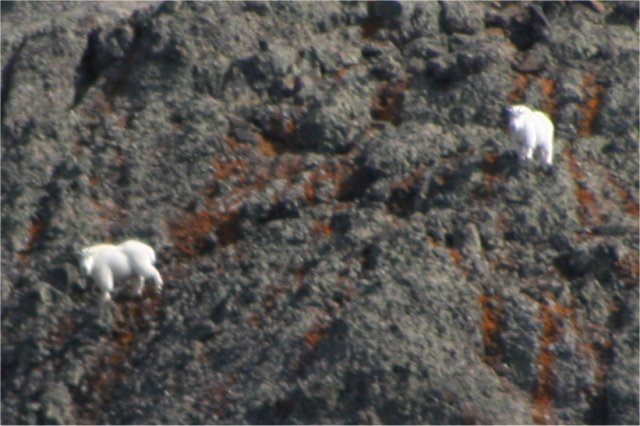 Mountain goats